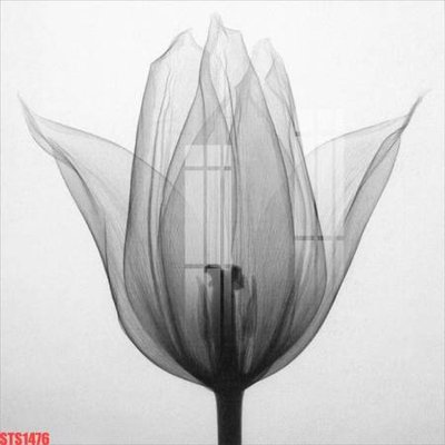 File gốc Tranh sơn dầu phương tây tổng hợp STS1476 (in lụa) cao cấp