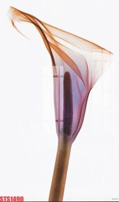 File tranh Tranh sơn dầu phương tây tổng hợp STS1490 (bản gốc) trang trí văn phòng