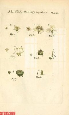 Mua file ảnh gốc Tranh sơn dầu phương tây tổng hợp STS15289 (chất lượng cao)