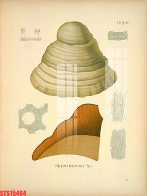 File in trần Tranh sơn dầu phương tây tổng hợp STS15464 (bản gốc) 5D