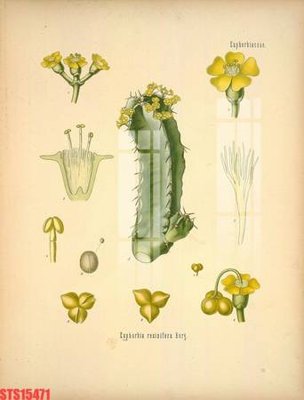 Tải về file gốc Tranh sơn dầu phương tây tổng hợp STS15471 (dùng cho in quảng cáo)