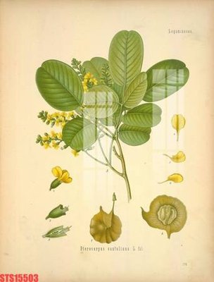 Ảnh gốc Tranh sơn dầu phương tây tổng hợp STS15503 (độ nét cao) in tráng gương