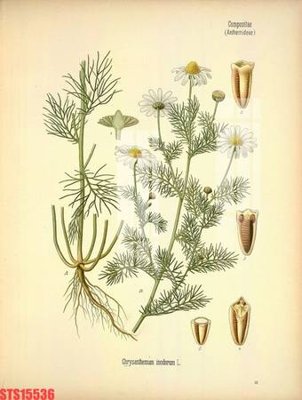 Tải file gốc in lụa Tranh sơn dầu phương tây tổng hợp STS15536 siêu nét