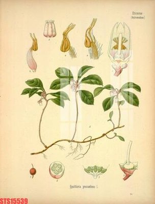 Tải file Tranh sơn dầu phương tây tổng hợp STS15539 (gốc) in ấn ngay lập tức