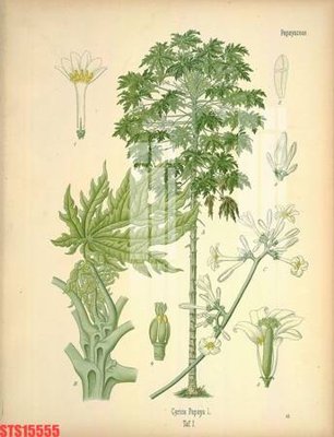 File in lụa Tranh sơn dầu phương tây tổng hợp STS15555 (hoa văn) Tranh sơn dầu phương tây tổng hợp STS15555