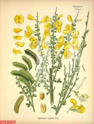 Tải file gốc Tranh sơn dầu phương tây tổng hợp STS15577 dùng cho in ấn