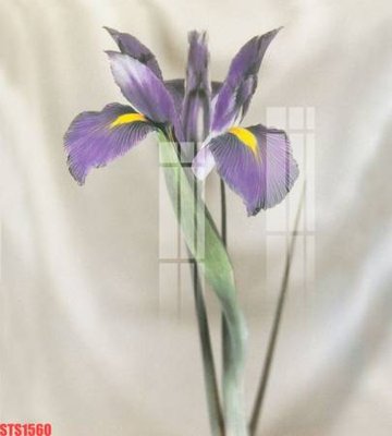 Tải file Tranh sơn dầu phương tây tổng hợp STS1560 (PSD) cho in tranh kính