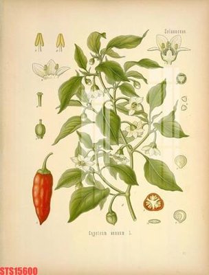 File tranh in trần Tranh sơn dầu phương tây tổng hợp STS15600 (ảnh gốc siêu nét)