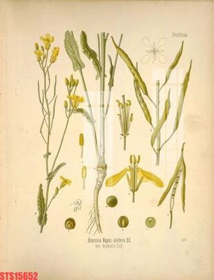 File tranh Tranh sơn dầu phương tây tổng hợp STS15652 (file gốc) chủ đề phong thủy