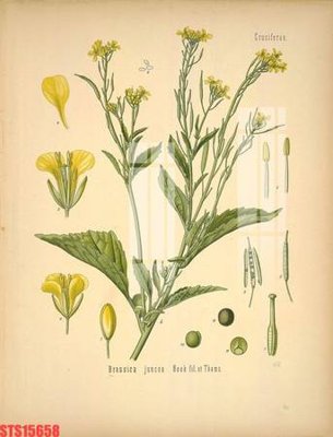 File gốc Tranh sơn dầu phương tây tổng hợp STS15658 (dành cho trang trí nội thất)