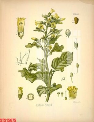 Ảnh gốc Tranh sơn dầu phương tây tổng hợp STS15675 (độ nét cao) in tráng gương