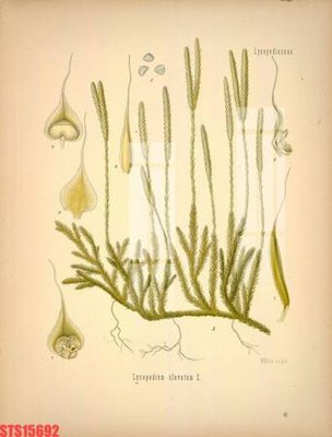 Tải file Tranh sơn dầu phương tây tổng hợp STS15692 (gốc) in trên mọi chất liệu