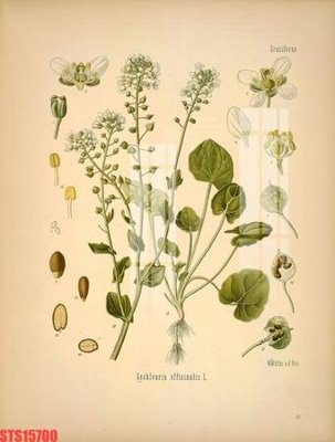 File in lụa Tranh sơn dầu phương tây tổng hợp STS15700 (tân cổ điển) Tranh sơn dầu phương tây tổng hợp STS15700