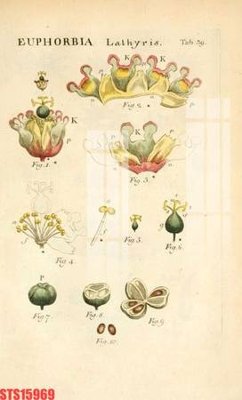 File in ấn Tranh sơn dầu phương tây tổng hợp STS15969 chuyên nghiệp