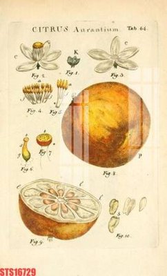 File gốc Tranh sơn dầu phương tây tổng hợp STS16729 (in tráng gương) ốp tường