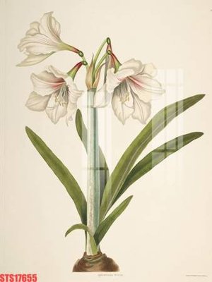 File gốc Tranh sơn dầu phương tây tổng hợp STS17655 (in tráng gương) hiện đại