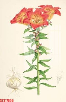 Tải file Tranh sơn dầu phương tây tổng hợp STS17656 (ảnh gốc) in gạch 3D