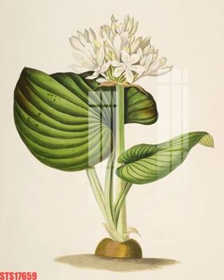 Download file gốc Tranh sơn dầu phương tây tổng hợp STS17659 (in mica) trong suốt