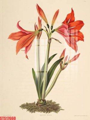 Mua file gốc Tranh sơn dầu phương tây tổng hợp STS17660 (in ấn) tại Filetranh.com