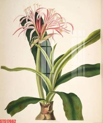 File tranh ảnh gốc Tranh sơn dầu phương tây tổng hợp STS17662 dùng cho in khổ lớn