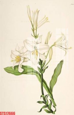 Tệp tin gốc Tranh sơn dầu phương tây tổng hợp STS17666 (dùng cho in ấn) chuyên nghiệp