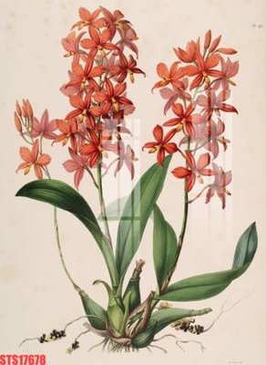 File tranh Tranh sơn dầu phương tây tổng hợp STS17678 (ảnh gốc) độc quyền