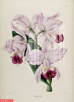 File in ấn Tranh sơn dầu phương tây tổng hợp STS17680 (bản gốc) cao cấp