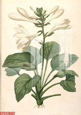 Tải về file tranh gốc Tranh sơn dầu phương tây tổng hợp STS17682 (để in quảng cáo)