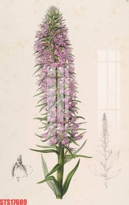 Tải file tranh Tranh sơn dầu phương tây tổng hợp STS17689 (ảnh gốc) ngay