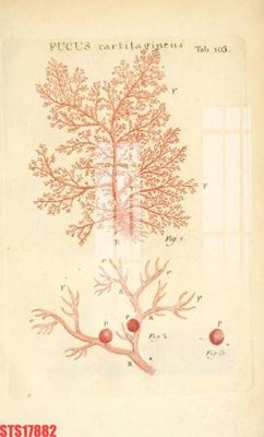 Tải file tranh Tranh sơn dầu phương tây tổng hợp STS17882 (ảnh gốc) ngay