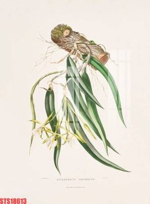 File in trần Tranh sơn dầu phương tây tổng hợp STS18613 (bản gốc 3D) sống động