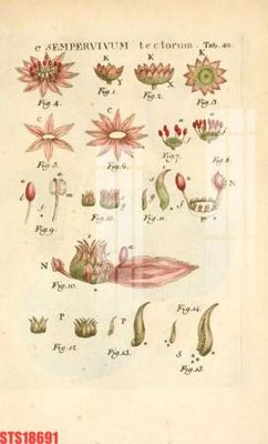 File gốc Tranh sơn dầu phương tây tổng hợp STS18691 (in tráng gương) ốp tường