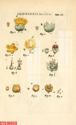 Ảnh gốc Tranh sơn dầu phương tây tổng hợp STS18933 (độ nét cao) in mica