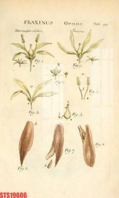 File ảnh Tranh sơn dầu phương tây tổng hợp STS19606 (gốc) in Hiflex