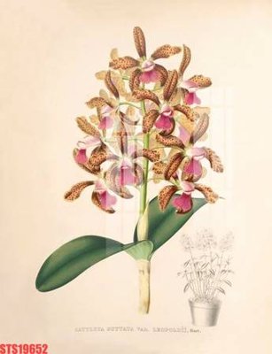 File tranh Tranh sơn dầu phương tây tổng hợp STS19652 (ảnh gốc) sắc nét hoàn hảo