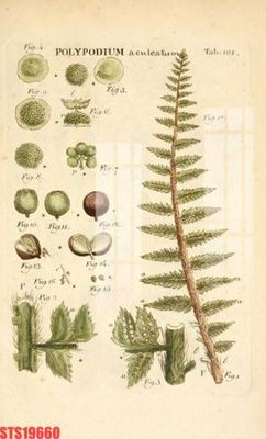 File in ấn Tranh sơn dầu phương tây tổng hợp STS19660 chuyên nghiệp