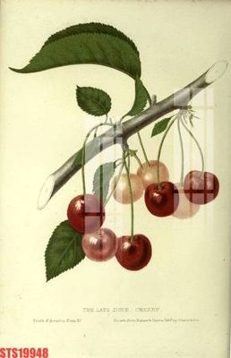 Ảnh gốc Tranh sơn dầu phương tây tổng hợp STS19948 (nét căng) in mica