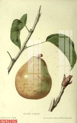 Tải file Tranh sơn dầu phương tây tổng hợp STS20026 (gốc) chủ đề hoa sen