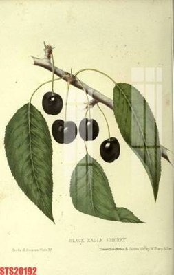 File gốc Tranh sơn dầu phương tây tổng hợp STS20192 (in ấn) không giới hạn