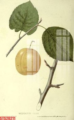 Cung cấp file tranh gốc Tranh sơn dầu phương tây tổng hợp STS20211 độc quyền