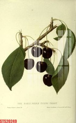 File gốc Tranh sơn dầu phương tây tổng hợp STS20249 (trang trí) phòng trẻ em