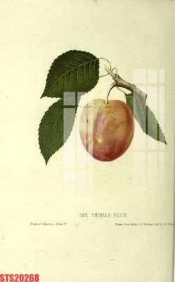 Cung cấp file tranh gốc Tranh sơn dầu phương tây tổng hợp STS20268 độc quyền