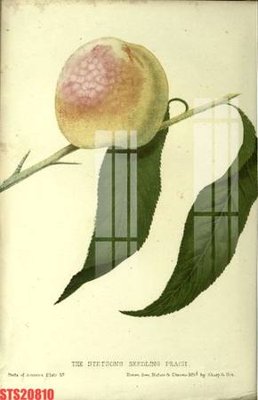 File gốc Tranh sơn dầu phương tây tổng hợp STS20810 (in lụa) tranh mã đáo