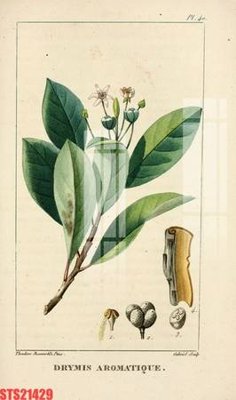 Ảnh gốc Tranh sơn dầu phương tây tổng hợp STS21429 (độ nét cao) in tráng gương