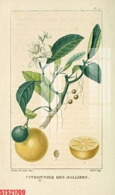 Download file gốc Tranh sơn dầu phương tây tổng hợp STS21709 (in mica) trong suốt