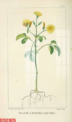 File tranh Tranh sơn dầu phương tây tổng hợp STS21875 (gốc) in film