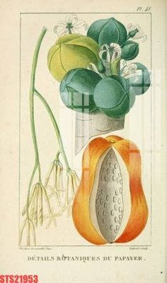 File ảnh Tranh sơn dầu phương tây tổng hợp STS21953 (gốc) in quảng cáo ngoài trời