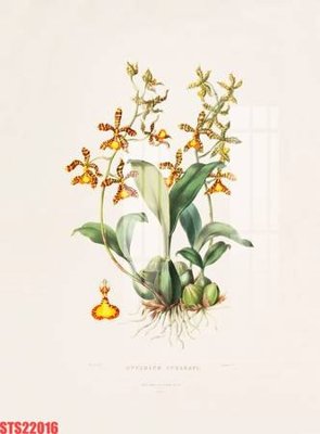 File gốc in ấn Tranh sơn dầu phương tây tổng hợp STS22016 (sẵn sàng tải về)