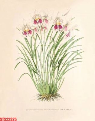 File gốc Tranh sơn dầu phương tây tổng hợp STS22325 (Filetranh.com) Tranh sơn dầu phương tây tổng hợp STS22325