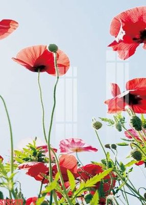 File tranh Tranh sơn dầu phương tây tổng hợp STS2271 (gốc) in trên kính